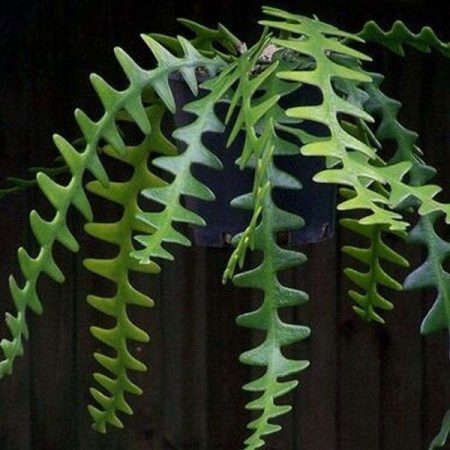 Fishbone cactus