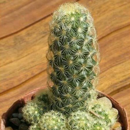 Ladyfinger cactus
