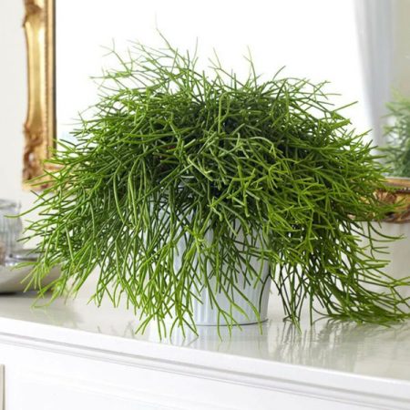 Mistletoe Cactus