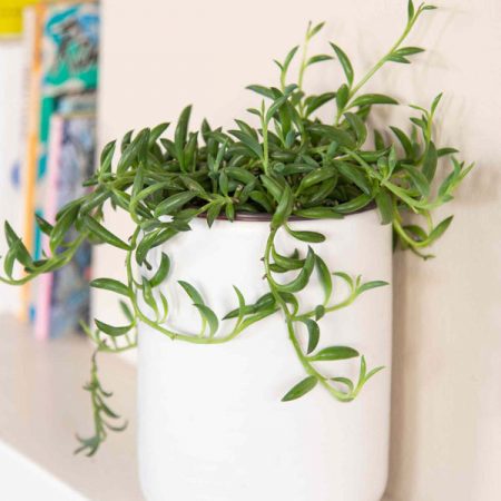 String Of Bananas