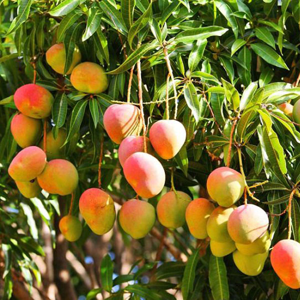 Baiganpalli Mango - Make My Garden