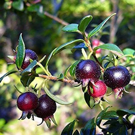 Black guava