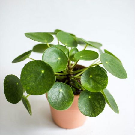 Pilea /pancake plant