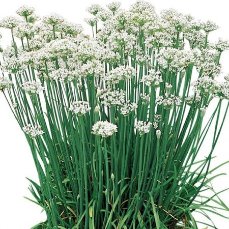 Garlic Chives