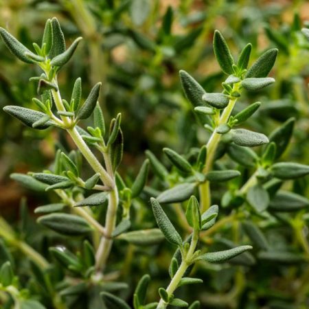 Thyme