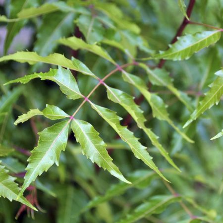 Neem Plant