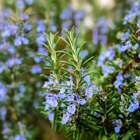 Rosemary