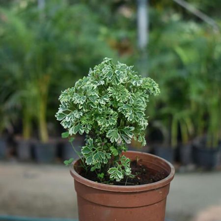 Aralia green