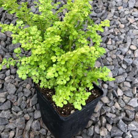 Gunpowder Plant