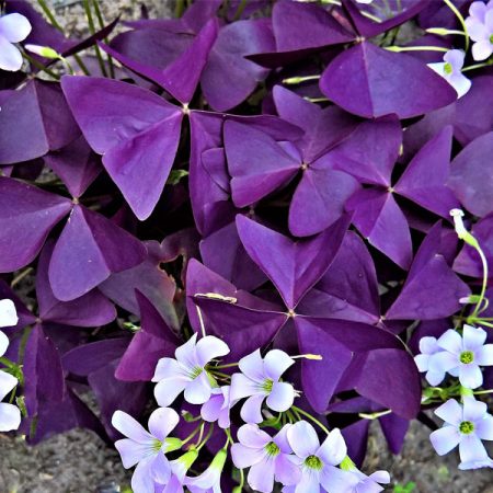 Oxalis