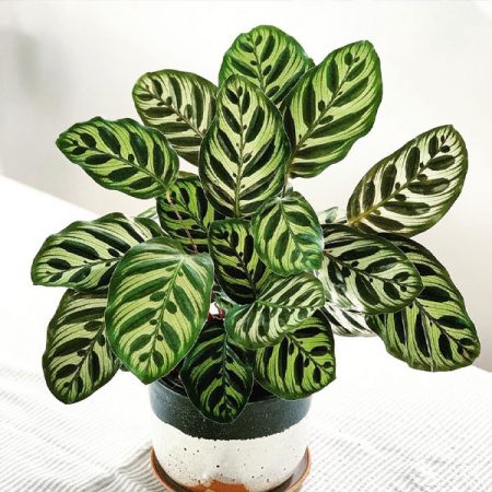 Peacock Plant