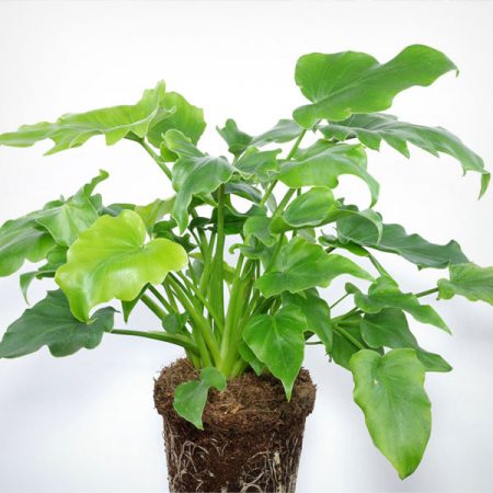Philodendron Little Hope