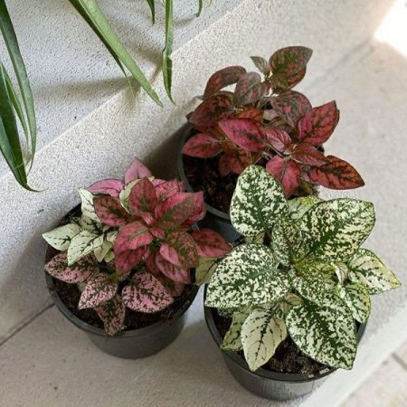 Polka Dot Plant