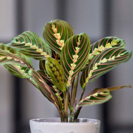 Prayer plant