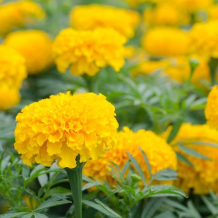 Marigold