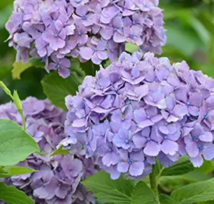 Hydrangea