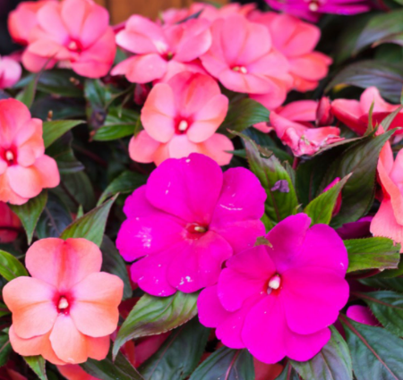 Impatiens