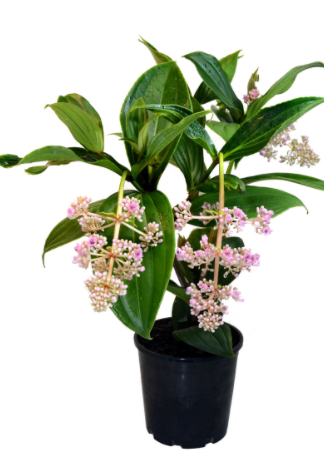 Medinilla