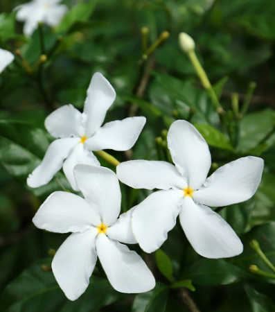Pinwheel Jasmine