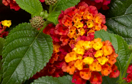 Lantana