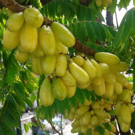 Bilimbi
