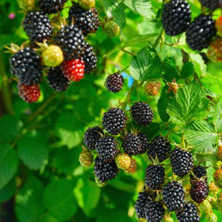 Blackberry