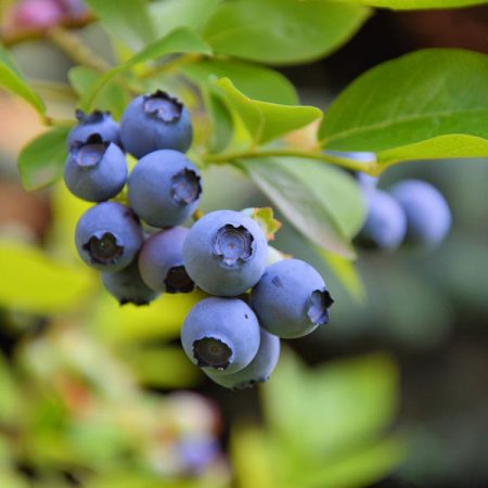 Blueberry