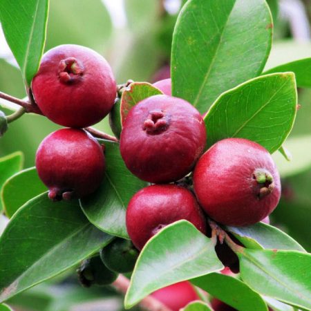 Cherry Guava
