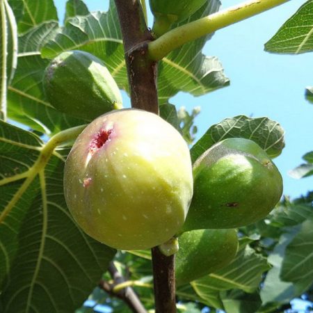 Colombian Fig