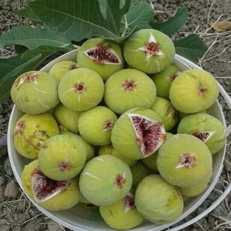 Iranian Fig