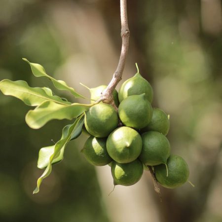 Macadamia