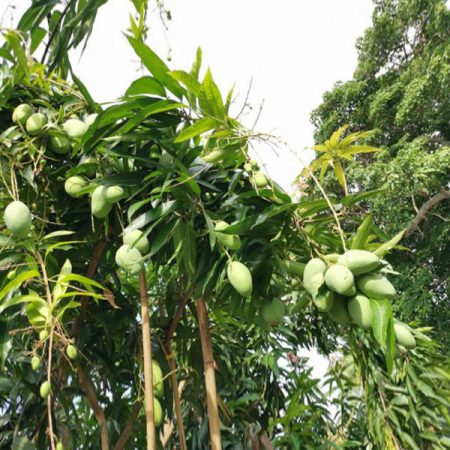 Mulgoba Mango