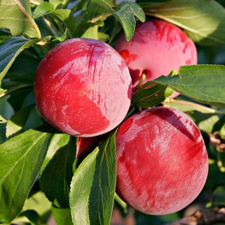 Tropical Plum
