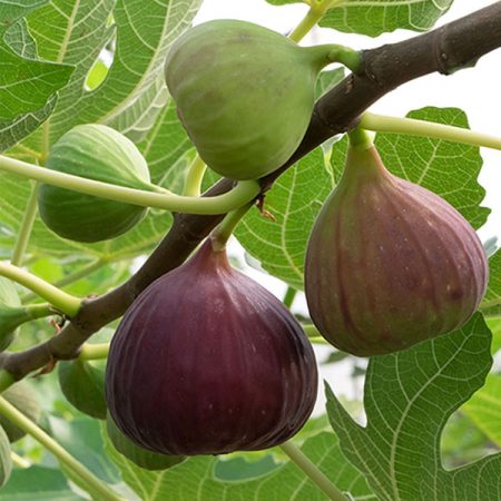 Turkey Fig