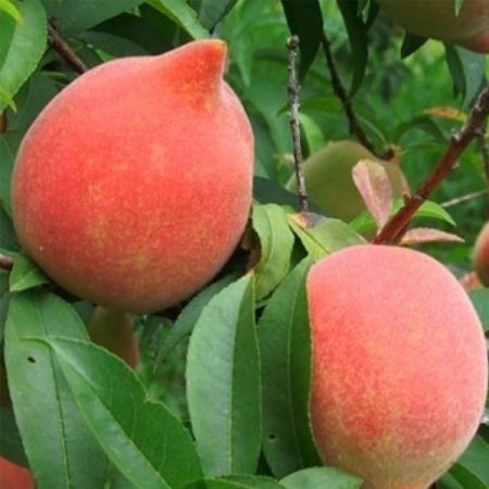 Velvet Apple