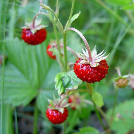 Wild Strawberry