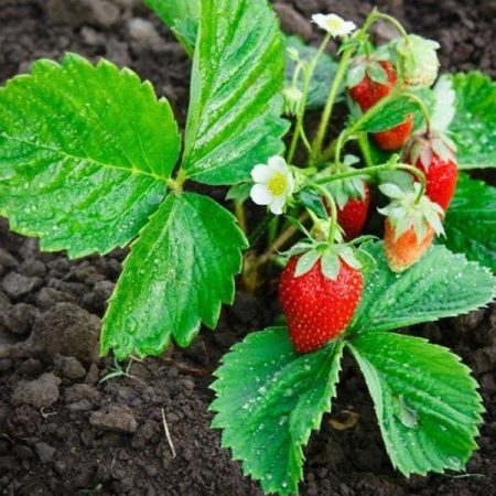 Winter Dawn  Strawberry