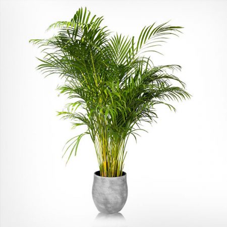 Royal Palm