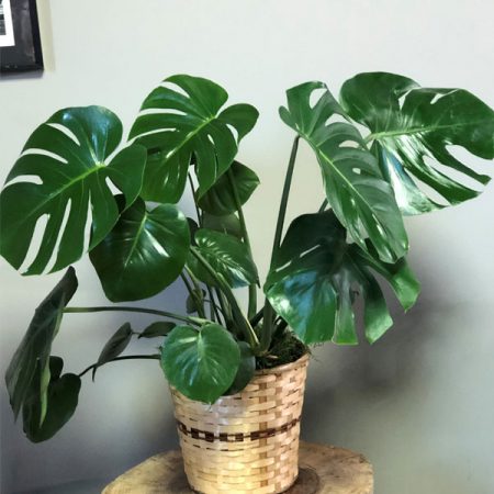 Split-leaf Philodendron