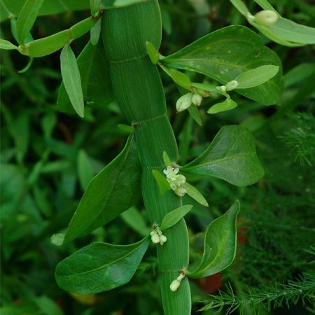 Tapeworm Plant