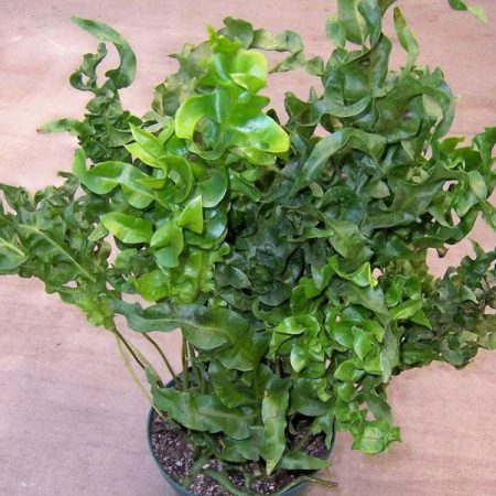 Twisted Fern