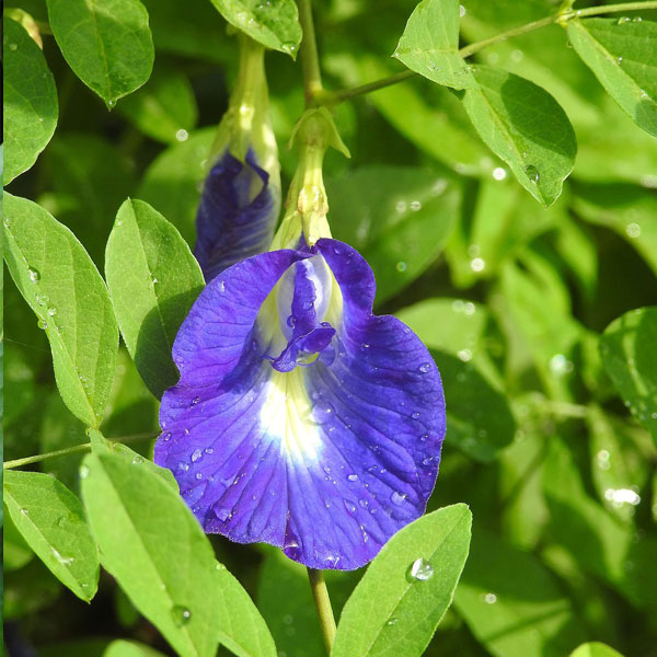 Bluebell Vine - Make My Garden