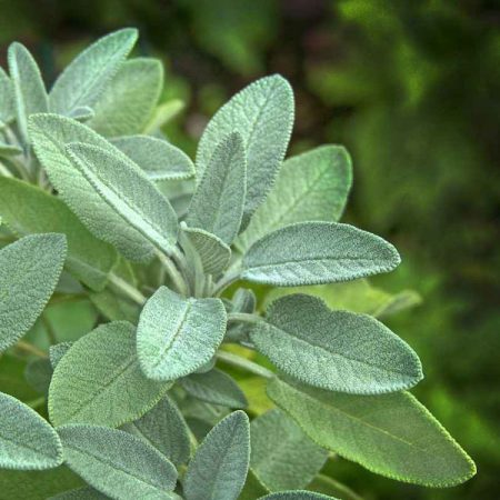 Garden Sage