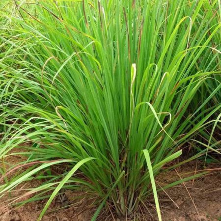 Lemon Grass