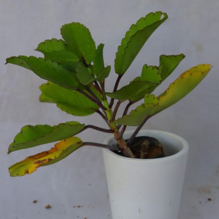 Life Plant - Kidney Kalanchoe