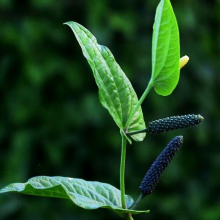 Long Pepper