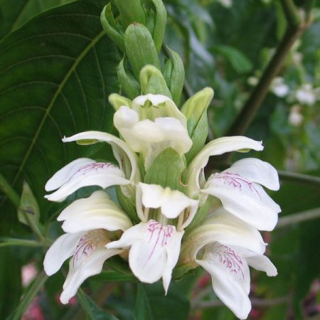 Malabar Nut / Adulsa