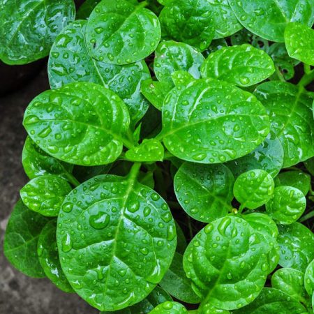 Malabar Spinach