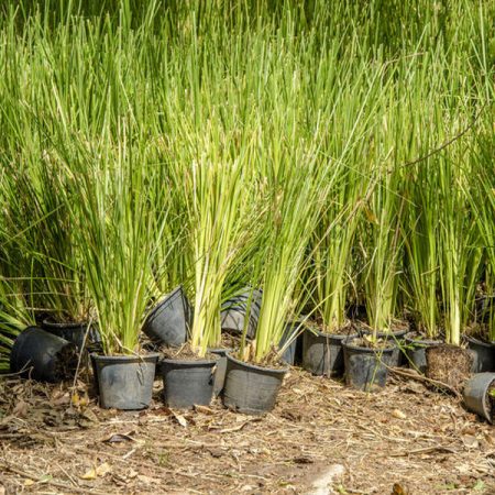 Vetivar Grass