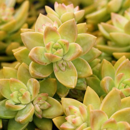 Golden Sedum